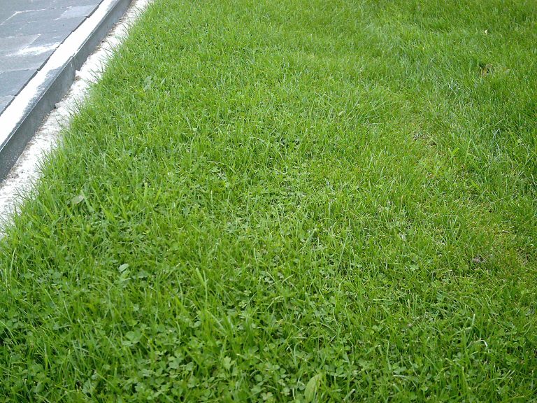 Ons team Microclover grassoort uit het assortiment van deze groothandel tuinzaden voor tuinbedekking
